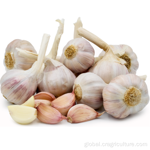 Organic Normal Red Garlic Wholesale New Red Garlic Seeds Price Supplier